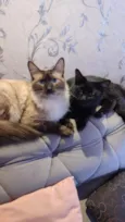 Theo (claro) e Lua (pretinha)