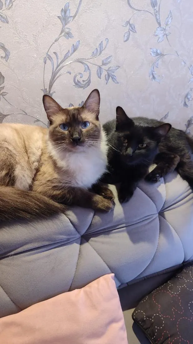 Gato raça Siamês idade 2 anos nome Theo (claro) e Lua (pretinha)
