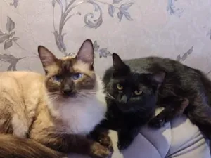 Gato raça Siamês idade 2 anos nome Theo (claro) e Lua (pretinha)