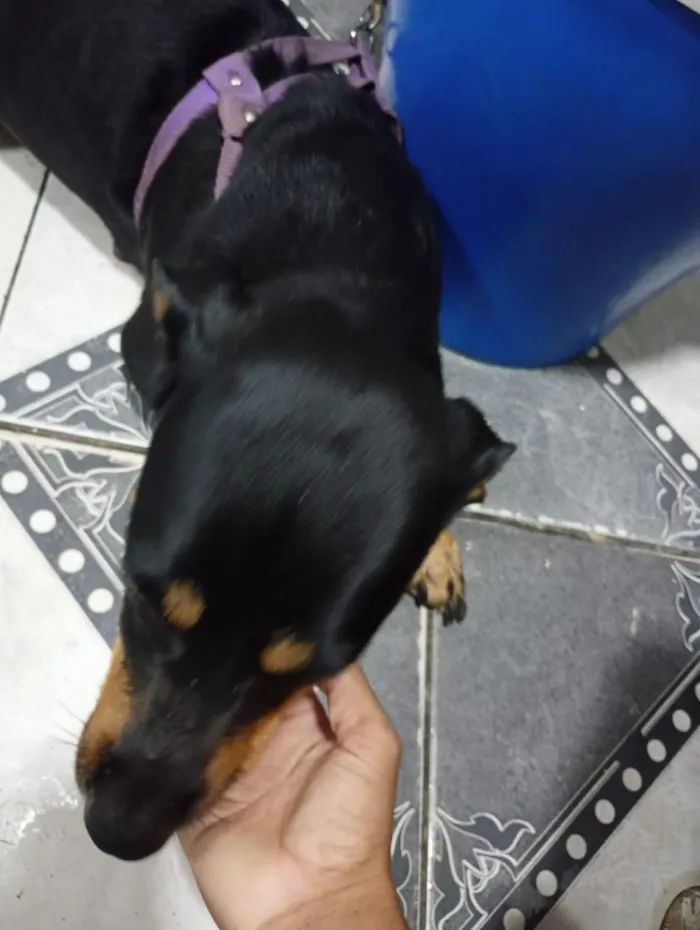Cachorro raça SRD-ViraLata idade 1 ano nome não sei 