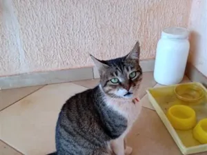 Gato raça Siamês idade 4 anos nome Penélope Charmosa 