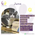 Juma
