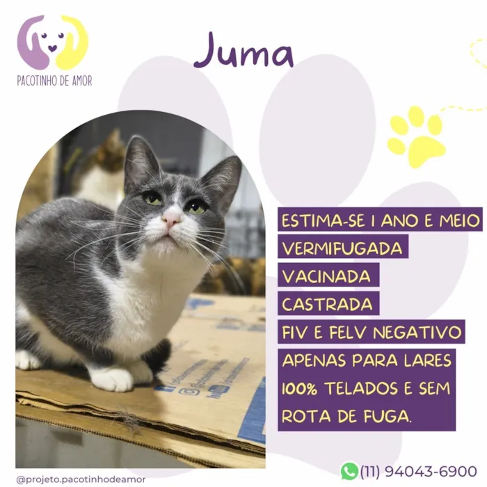Gato raça SRD-ViraLata idade 1 ano nome Juma