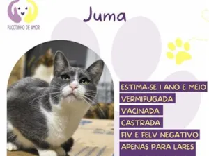 Gato raça SRD-ViraLata idade 1 ano nome Juma