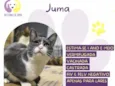 Juma