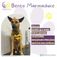 Bento Marmaduke