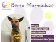 Bento Marmaduke