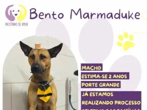 Cachorro raça SRD-ViraLata idade 2 anos nome Bento Marmaduke