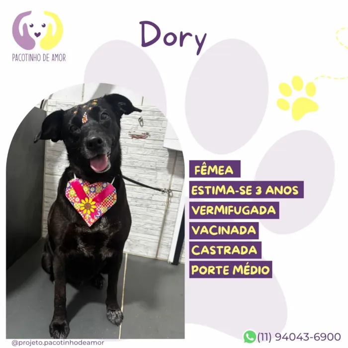 Cachorro raça SRD-ViraLata idade 3 anos nome Dory