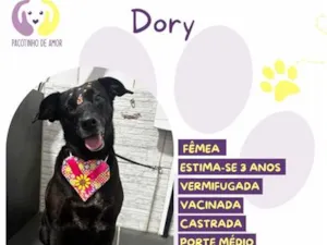 Cachorro raça SRD-ViraLata idade 3 anos nome Dory