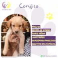 Corujito