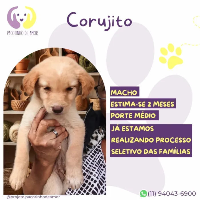 Cachorro raça SRD-ViraLata idade 2 a 6 meses nome Corujito