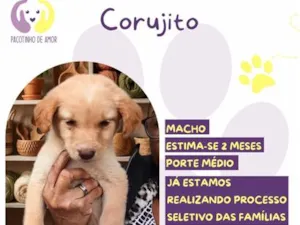 Cachorro raça SRD-ViraLata idade 2 a 6 meses nome Corujito