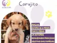 Corujito