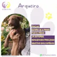 Arqueiro