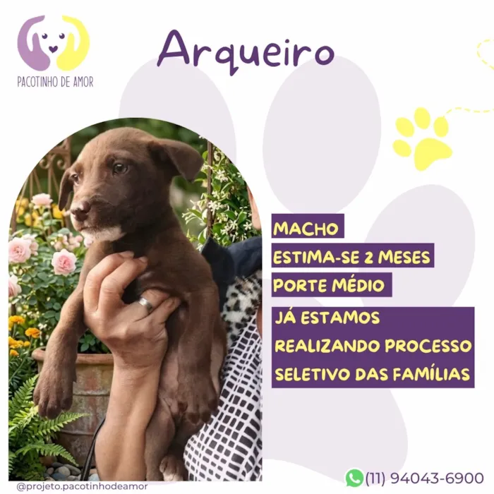 Cachorro raça SRD-ViraLata idade 2 a 6 meses nome Arqueiro