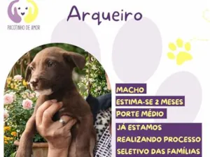 Cachorro raça SRD-ViraLata idade 2 a 6 meses nome Arqueiro