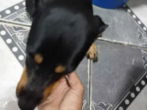 Cachorro raça SRD-ViraLata idade 1 ano nome não sei 