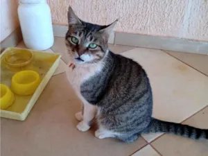 Gato raça Siamês idade 4 anos nome Penélope Charmosa 
