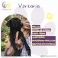 Ventania