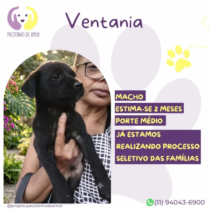 Cachorro raça SRD-ViraLata idade 2 a 6 meses nome Ventania