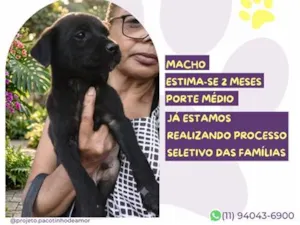 Cachorro raça SRD-ViraLata idade 2 a 6 meses nome Ventania