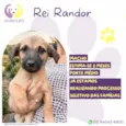 Rei Randor