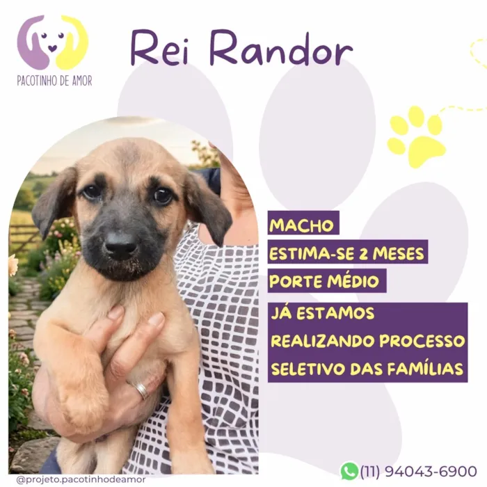 Cachorro raça SRD-ViraLata idade 2 a 6 meses nome Rei Randor