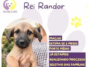 Cachorro raça SRD-ViraLata idade 2 a 6 meses nome Rei Randor