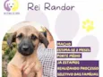 Rei Randor