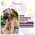 Pacato