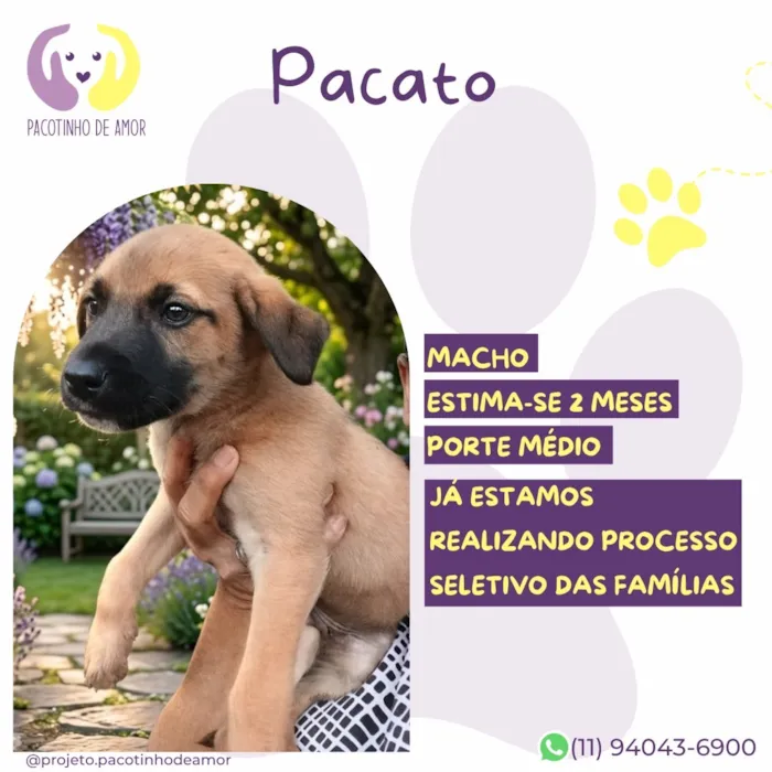 Cachorro raça SRD-ViraLata idade 2 a 6 meses nome Pacato