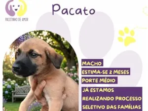 Cachorro raça SRD-ViraLata idade 2 a 6 meses nome Pacato