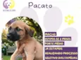 Pacato