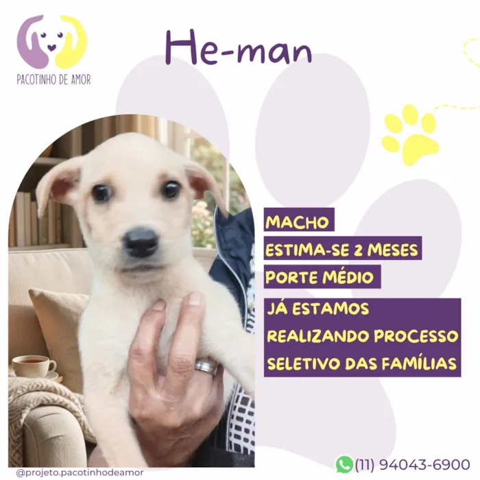 Cachorro raça SRD-ViraLata idade 2 a 6 meses nome He-man