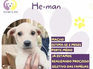 Cachorro raça SRD-ViraLata idade 2 a 6 meses nome He-man