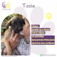 Teela