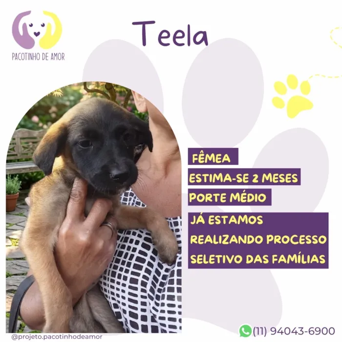 Cachorro raça SRD-ViraLata idade 2 a 6 meses nome Teela