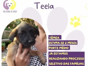Cachorro raça SRD-ViraLata idade 2 a 6 meses nome Teela