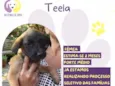 Teela
