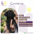 Cintilante