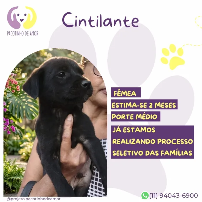 Cachorro raça SRD-ViraLata idade 2 a 6 meses nome Cintilante