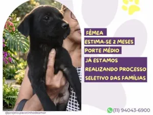 Cachorro raça SRD-ViraLata idade 2 a 6 meses nome Cintilante
