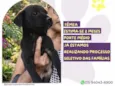 Cintilante