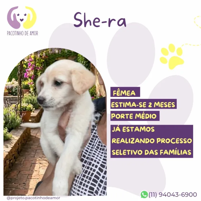 Cachorro raça SRD-ViraLata idade 2 a 6 meses nome She-ra
