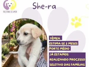 Cachorro raça SRD-ViraLata idade 2 a 6 meses nome She-ra