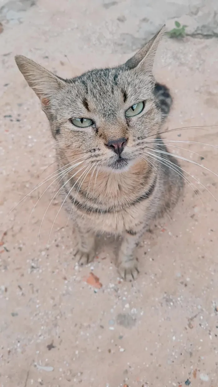 Gato raça SRD-ViraLata idade 6 ou mais anos nome chaninha