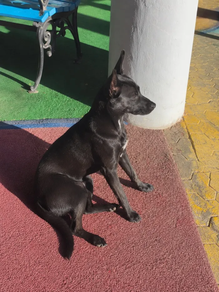 Cachorro raça SRD-ViraLata idade 1 ano nome Luna