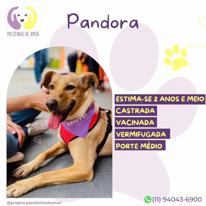 Cachorro raça SRD-ViraLata idade 2 anos nome Pandora