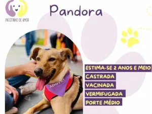 Cachorro raça SRD-ViraLata idade 2 anos nome Pandora